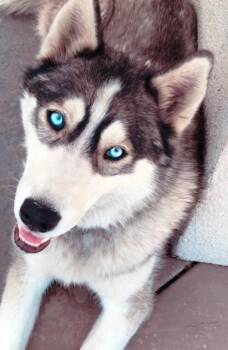 Rescue Husky Dogs for Adoption in Lodi, California - Kona | PetCurious