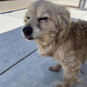 Chihuahua and Mixed Breed Dogs Available for Adoption in Long Beach, California - Gus | PetCurious