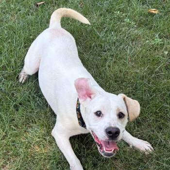 Marshmallow -  Labrador Retriever Dog for Adoption in Washington, District Of Columbia - Marshmallow | PetCurious