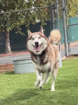 Kaiju -  Husky Dog for Adoption in Chico, California - Kaiju | PetCurious