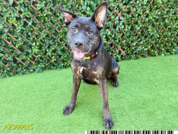 BRIA -  Mixed Breed Dog for Adoption in West Palm Beach, Florida - BRIA | PetCurious