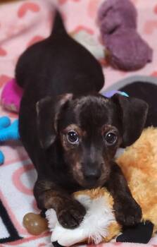 Zippo -  Dachshund Dog for Adoption in Dumont, Iowa - Zippo | PetCurious