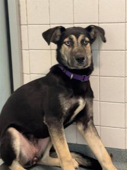 MUNECA -  Mixed Breed Dog for Adoption in Dallas, Texas - MUNECA | PetCurious