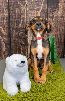 765-26 -  Hound Dog for Adoption in Brighton, Colorado - 765-26 | PetCurious