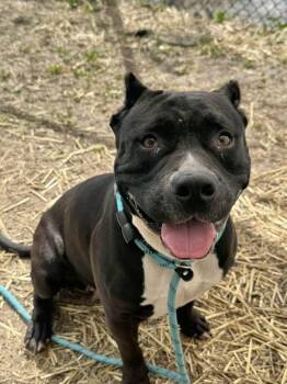 Pit Bull Terrier Dogs Available for Adoption in Chicago, Illinois - Ziva | PetCurious
