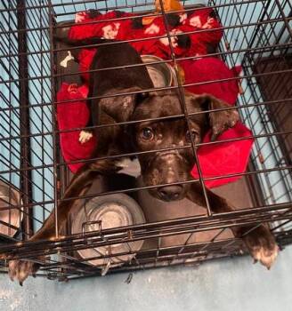 Lil -  Mixed Breed Dog for Adoption in Hobart, Indiana - Lil | PetCurious