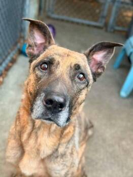 Luka -  German Shepherd Dog Dog for Adoption in Chicago, Illinois - Luka | PetCurious