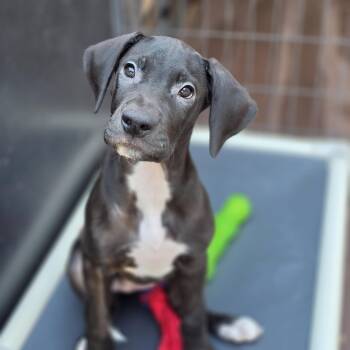 Gorgo Queen Of Sparta -  Great Dane Dog for Adoption in Blairstown, New Jersey - Gorgo Queen Of Sparta | PetCurious