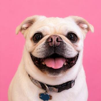 Elsa -  Pug Dog for Adoption in Mankato, Minnesota - Elsa | PetCurious