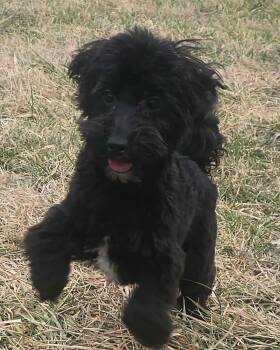 Maltese Dogs Available for Adoption - Apollo | PetCurious