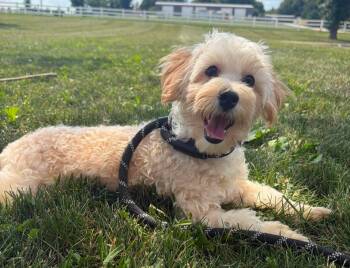Cash -  Maltipoo Dog for Adoption in Maryville, Missouri - Cash | PetCurious