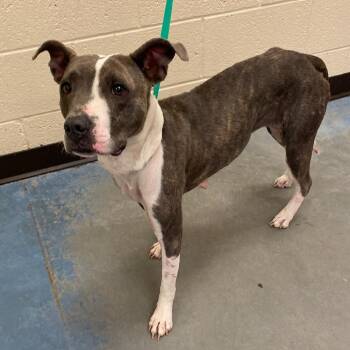 Mixed Breed Dogs Available for Adoption in Memphis, Tennessee - Vinca/ DIAMOND | PetCurious