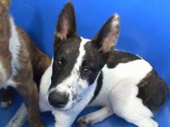 Rescue Mixed Breed Dogs for Adoption in Dallas, Texas - LAWSON | PetCurious