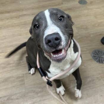 Pit Bull Terrier and Mixed Breed Dogs Available for Adoption in Lyndhurst, Virginia - Beanie Weenie | PetCurious