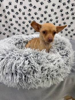 Chihuahua Dogs Available for Adoption in Brookings, Oregon - Maeve | PetCurious