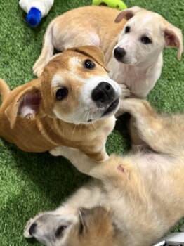 Spitz Dogs Available for Adoption in Sanford, Florida - Sunniva | PetCurious
