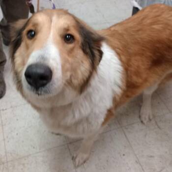 Sweet Pea -  Collie Dog for Adoption in Grand Rapids, Minnesota - Sweet Pea | PetCurious