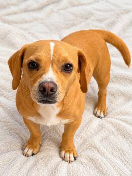 Ryder -  Beagle and French Bulldog Dog for Adoption in La Verne, California - Ryder | PetCurious