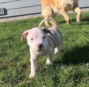 American Bully Dogs Available for Adoption - Ranch - Male Puppy | PetCurious