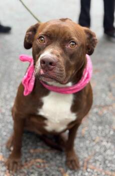 Tink -  Mixed Breed Dog for Adoption in Sumter, South Carolina - Tink | PetCurious