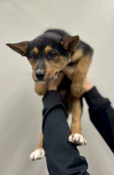 Siberian Husky Dogs Available for Adoption in Victorville, California - Peony | PetCurious