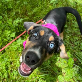 Mixed Breed Dogs Available for Adoption in Waynesville, North Carolina - Honky Tonk Badonkadonk | PetCurious
