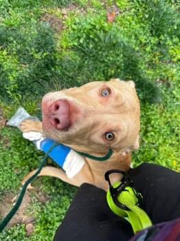 Mixed Breed Dogs Available for Adoption - Bigsby | PetCurious