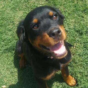 Rylee -  Rottweiler Dog for Adoption in Polk, Ohio - Rylee | PetCurious