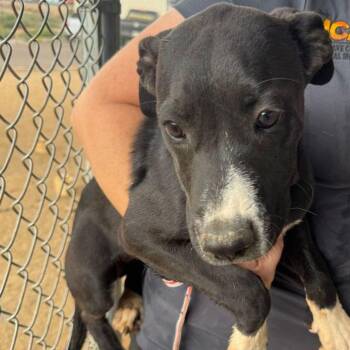 Maxine -  Labrador Retriever Dog for Adoption in Kingman, Arizona - Maxine | PetCurious