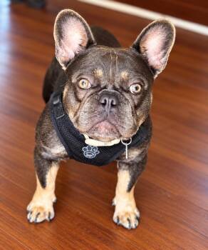 Nate -  French Bulldog Dog for Adoption in Ellicott City, Maryland - Nate | PetCurious