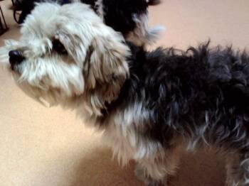 WOODY WOODPECKER -  Terrier and Mixed Breed Dog for Adoption in Martinez, California - WOODY WOODPECKER | PetCurious
