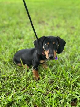 Stanley -  Dachshund Dog for Adoption in Aiken, South Carolina - Stanley | PetCurious