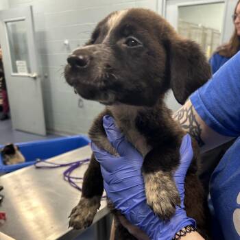 SALLY MAE -  Mixed Breed Dog for Adoption in Greensboro, North Carolina - SALLY MAE | PetCurious