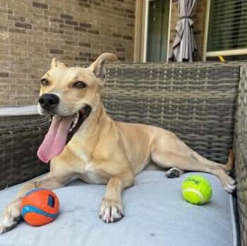 Sophie -  Greyhound and Whippet Dog for Adoption in Dripping Springs, Texas - Sophie | PetCurious