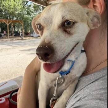 Nancy -  Chihuahua Dog for Adoption in Cheyenne, Wyoming - Nancy | PetCurious