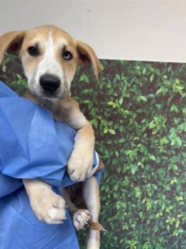 Rescue Labrador Retriever and Mixed Breed Dogs for Adoption in San Antonio, Texas - Jackie | PetCurious