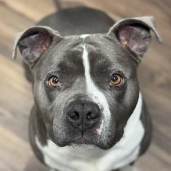 Pit Bull Terrier and American Staffordshire Terrier Dogs Available for Adoption in Sacramento, California - Roller | PetCurious