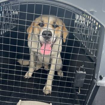 Mixed Breed Dogs Available for Adoption in Lake Jackson, Texas - Ruben | PetCurious
