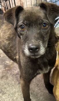 Rescue Chihuahua Dogs for Adoption in Riverton, Utah - Poochita | PetCurious