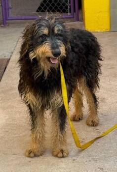 Poodle and Australian Shepherd Dogs Available for Adoption - Pumpkin | PetCurious