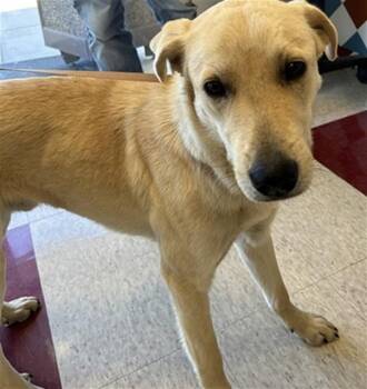 Labrador Retriever Dogs Available for Adoption - Lucky A216164 | PetCurious