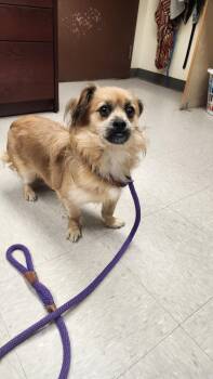 MJ -  Dachshund Dog for Adoption in Clayton, New Jersey - MJ | PetCurious