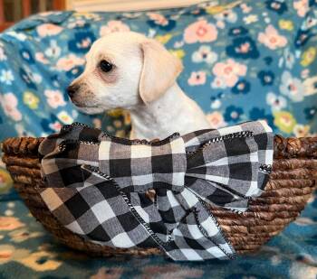 Chihuahua Dogs Available for Adoption - Fabio - A Lucy Pup | PetCurious