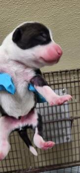 Bull Terrier Dogs Available for Adoption in San Antonio, Texas - A804615 | PetCurious