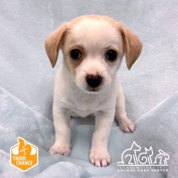 SPROUT -  Chihuahua and Mixed Breed Dog for Adoption in Irvine, California - SPROUT | PetCurious