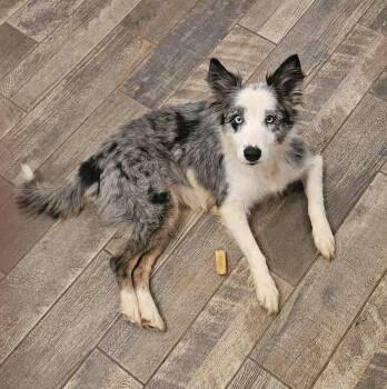 Sky -  Shetland Sheepdog Sheltie and Australian Shepherd Dog for Adoption in Vale, North Carolina - Sky | PetCurious
