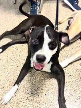 Rescue Labrador Retriever and American Bulldog Dogs for Adoption in Doral, Florida - OREO | PetCurious