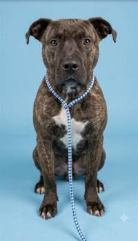 MTN DEW BLAST -  Mixed Breed Dog for Adoption in Jacksonville, Florida - MTN DEW BLAST | PetCurious