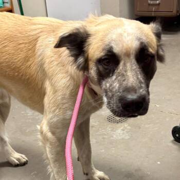 Monterey Jack -  Shepherd Dog for Adoption in Yuma, Arizona - Monterey Jack | PetCurious