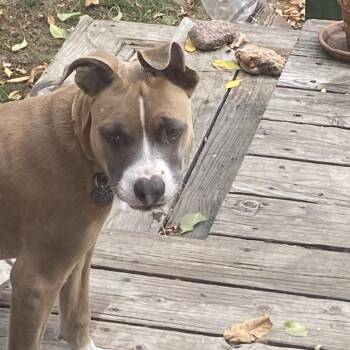 Heway -  Pit Bull Terrier and Mixed Breed Dog for Adoption in Colorado Springs, Colorado - Heway | PetCurious